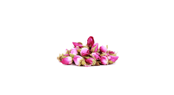 غنچه گل محمدی-01